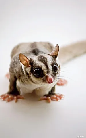 Hello Sugar Glider Wallpaper