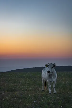 Herd Enjoying Ombre Sunset Wallpaper