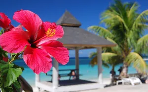 Hibiscus Tropical Plant Wallpaper