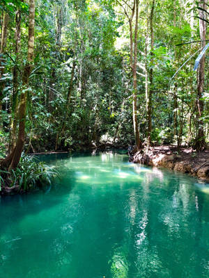 Hidden Lake In Forest Wallpaper