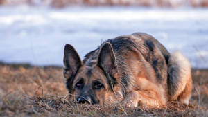 Hiding German Shepherd Dog Wallpaper