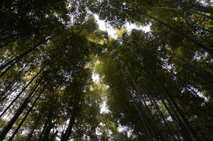 High Bamboo Forest Wallpaper