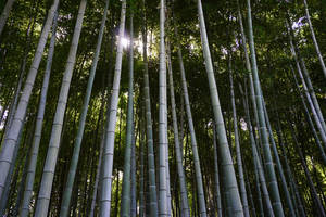 High Green Bamboo 4k Plants Wallpaper