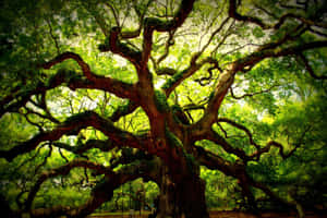 High Resolution Angel Oak Tree Wallpaper