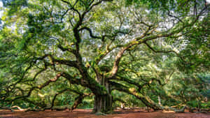 High Resolution Angel Oak Tree Historical Landmark Wallpaper