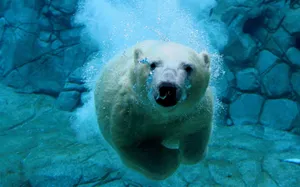 High Resolution Desktop Polar Bear Wallpaper