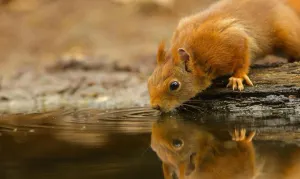 High Resolution Desktop Squirrel Wallpaper