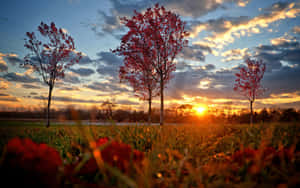 High Resolution Fall Cloudy Sky Morning Wallpaper