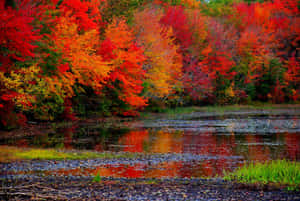 High Resolution Fall Mount Shasta California Wallpaper