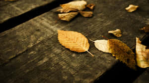 High Resolution Fall On Wooden Surface Wallpaper