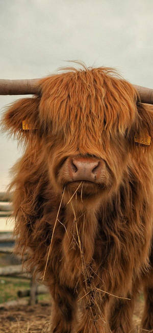 Highland Cow With Long Hair Wallpaper