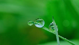 Hijau Water Droplets Wallpaper