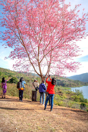 Hikers Under Japanese Sakura Wallpaper