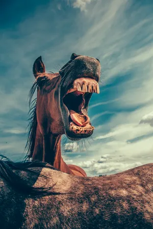 Hilarious Horse Face Wallpaper