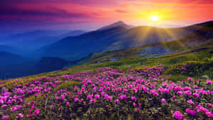 Hills Filled With Purple Flowers Wallpaper