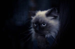 Himalayan Cool Cat Wallpaper