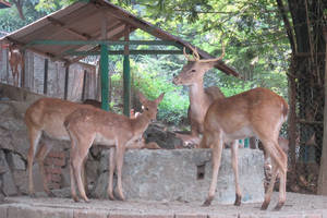 Hlawga Park Deer Yangon Wallpaper