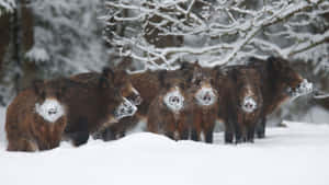Hog In Winter Snow Wallpaper