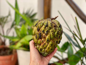 Holding A Sugar Apple Fruit Wallpaper