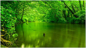 Holly Springs National Forest Green Desktop Wallpaper