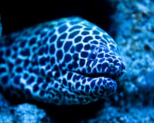 Honeycomb Moray Eel Closeup Wallpaper