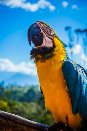 Hoopoe, A Beautiful Yellow And Blue Parrot Wallpaper