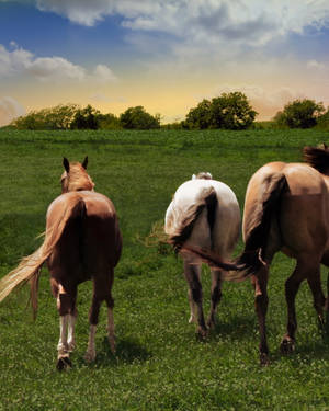 Horse Butts Wallpaper