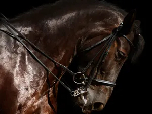 Horse Face Brown Bridle Wallpaper