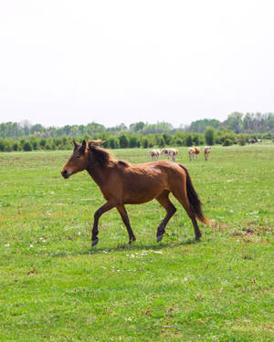 Horse In Serbia Wallpaper