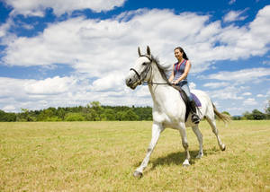 Horse Riding Lipizzan Grass Field Wallpaper