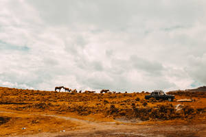 Horses In The Shrubs Of Kyrgyzstan Wallpaper