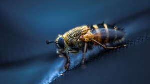 Hover Fly Wallpaper