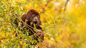 Howler Monkey Wallpaper