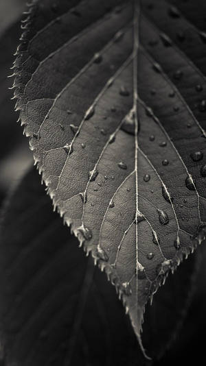 Htc Greyscale Leaf Wallpaper