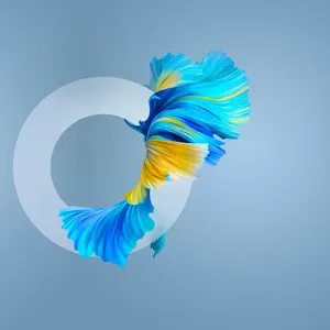 Huawei Mate 40 Pro Fish Wallpaper