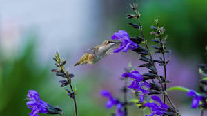 Humming Bird On Blue Flowers Wallpaper