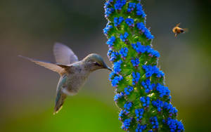 Hummingbird And A Bee Wallpaper