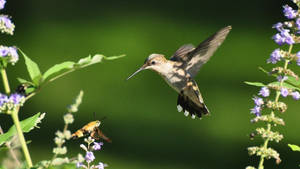 Hummingbird And Moth Wallpaper