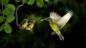 Hummingbird Feeding Babies Wallpaper