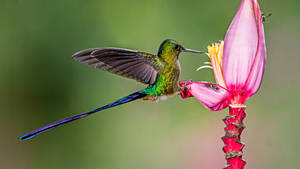 Hummingbird Feeding On Banana Flower Wallpaper