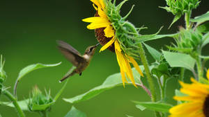 Hummingbird Near Sunflower Wallpaper