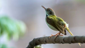 Hummingbird On A Branch Wallpaper