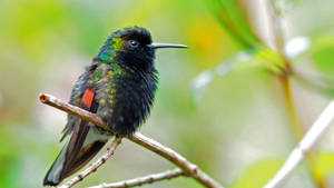 Hummingbird On A Twig Wallpaper