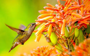 Hummingbird On Orange Flowers Wallpaper