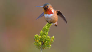 Hummingbird On Pine Tree Leaves Wallpaper