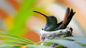 Hummingbird On The Nest Wallpaper