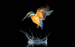 Hummingbird On Water Drop Wallpaper