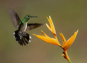 Hummingbird With Yellow Flower Wallpaper