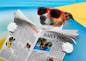 Humor Summer Dog Wallpaper