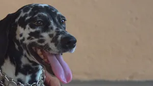 Hungry Dalmatian Dog Wallpaper